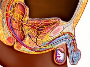 structure of the genitourinary system and male potency