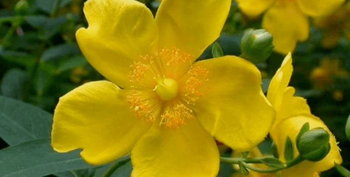 Herbs to increase potency
