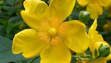 How to increase the potency with folk medication